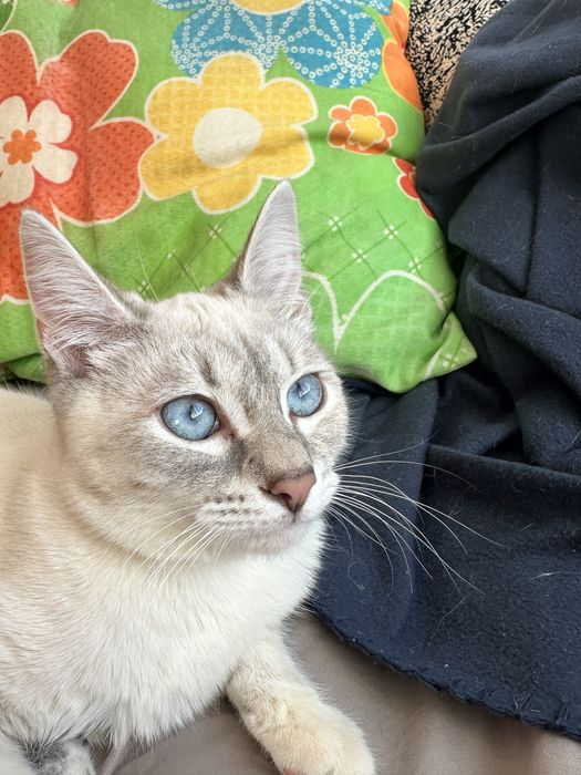 Отдам в хорошие руки