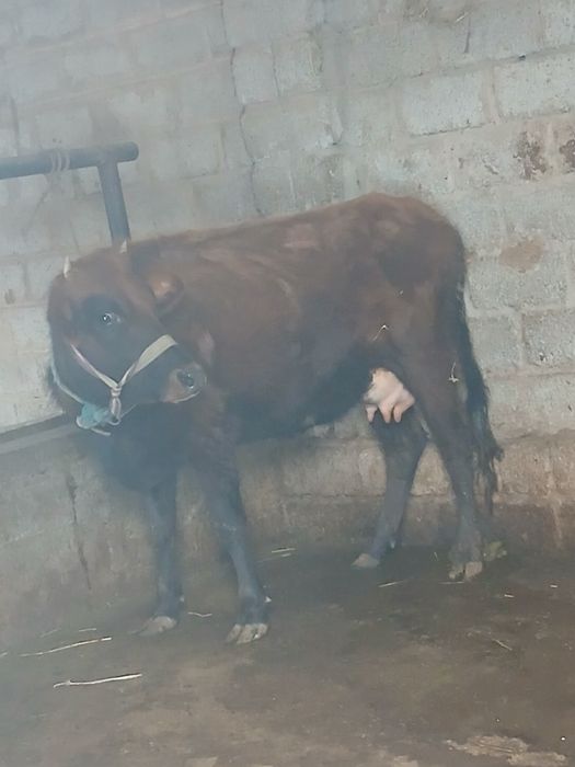 Срочни она бола сигр сотлади ювош