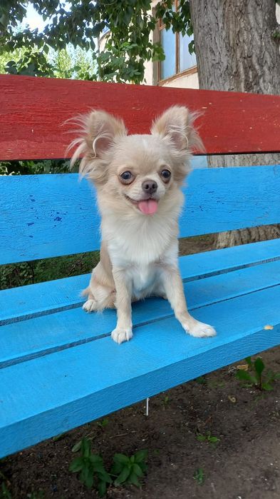 Чихуахуа щенок сука