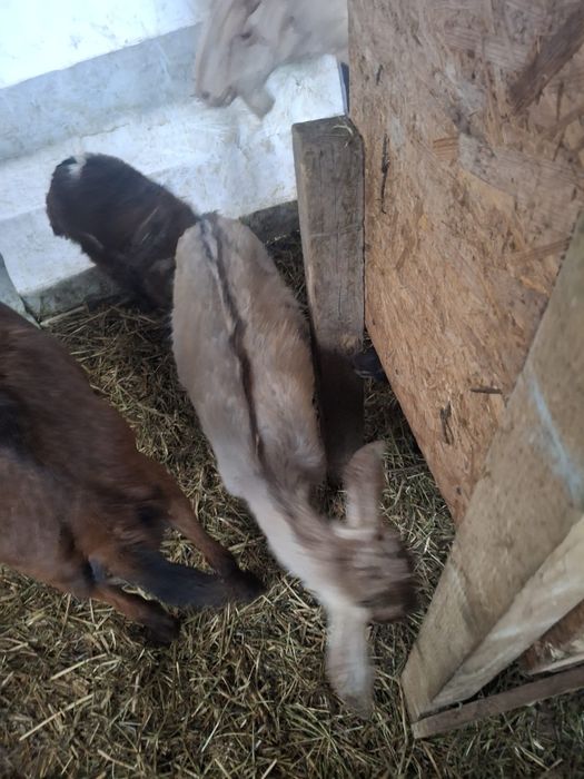 De vînzare iezi pentru pasti