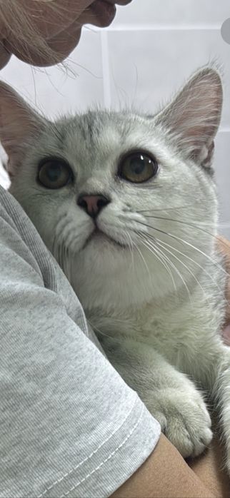 Шотландская прямоухая