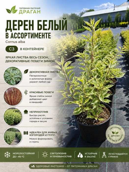 Дерен белый элегантисима