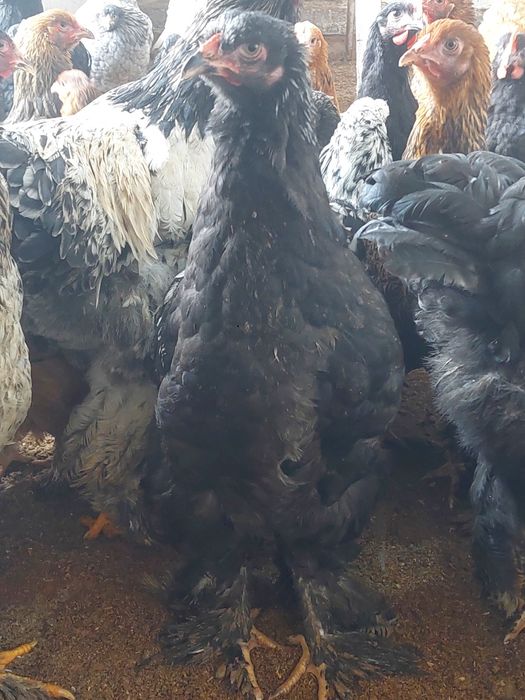 Брама ва кора шахзода товук ва жожалар