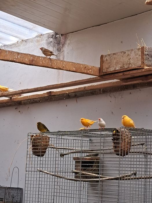 Vind canari,   zebrute australiene,agaporni și  turturele