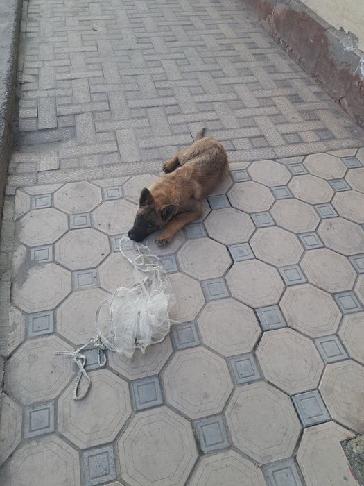 Белгия овчаркаси сотилади