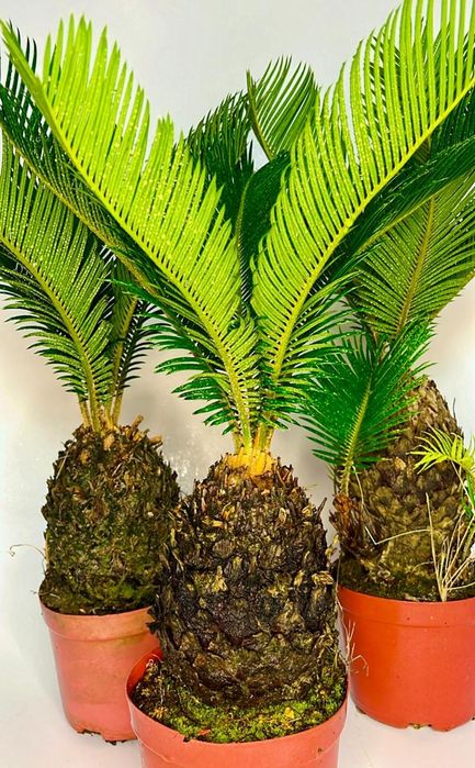 Цикас 60 см 12500 тенге