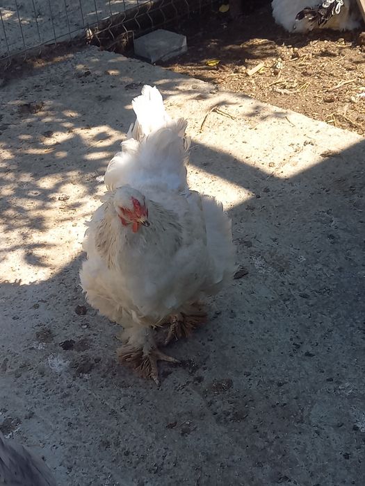 Familie brahma de vânzare