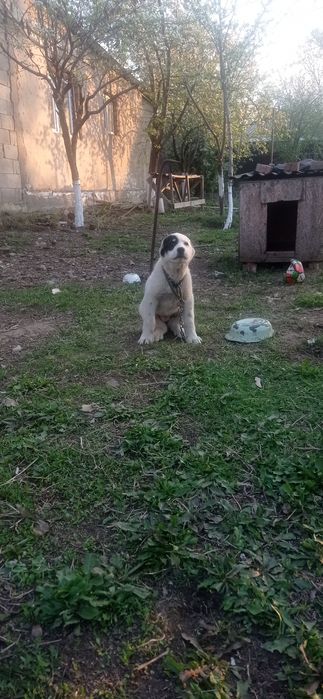 Щенок Алабая 2 месяц