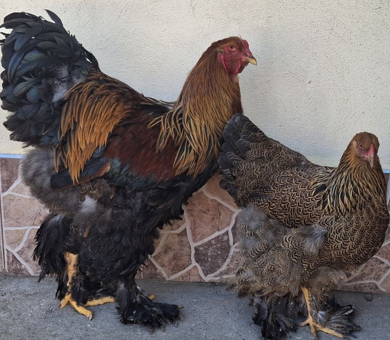 Vând pereche brahma potărnichiu pe negru 2025