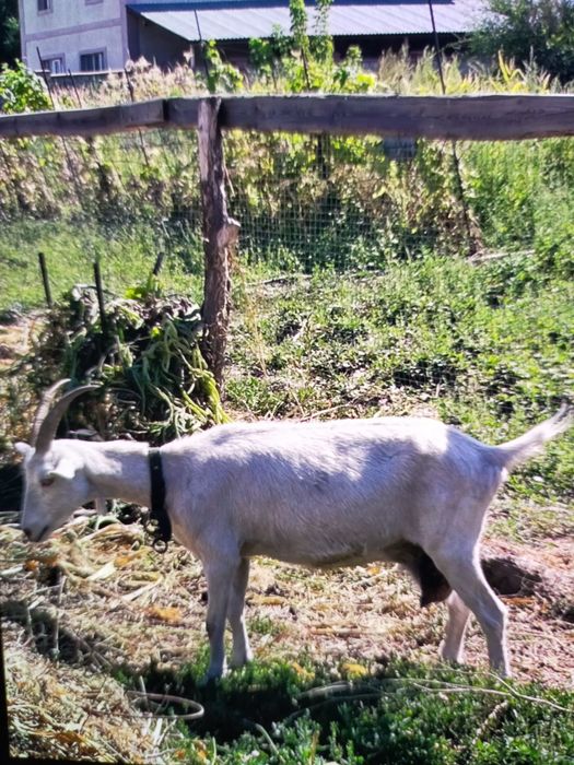 Дойные козы . С рогами и без .
