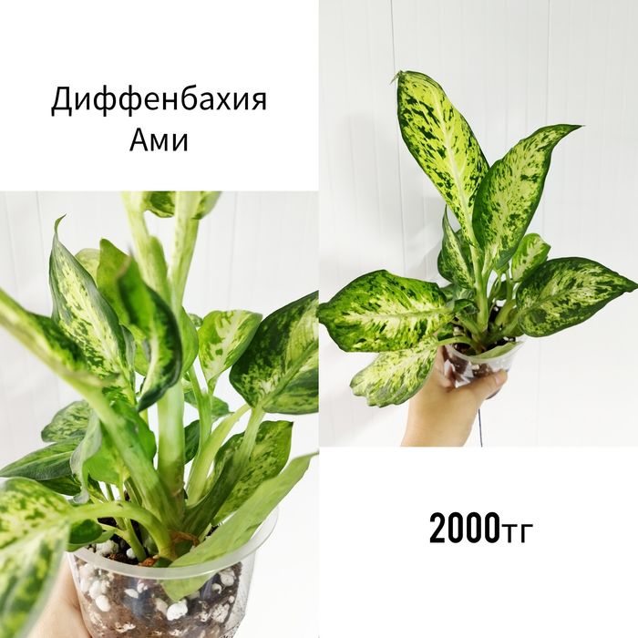 Комнатные адаптированные растения