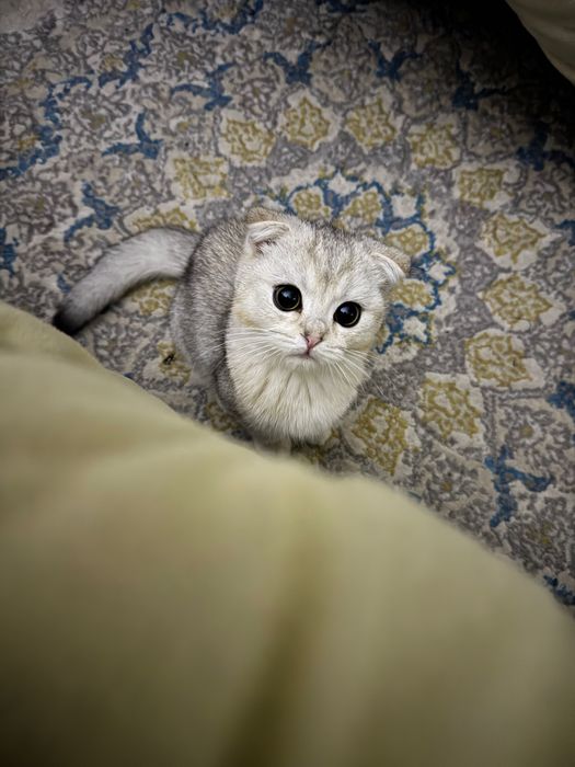 Шотландский скотиш фолд