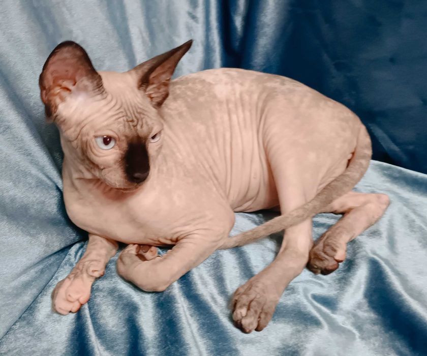 Канадский сфинкс, чистокровный