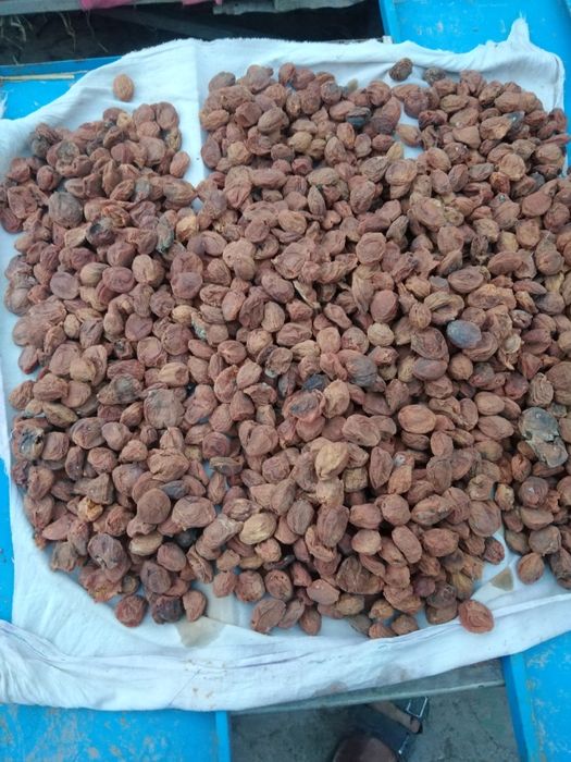 Аштак урик сотилади ичида магзи бор данаги йук.