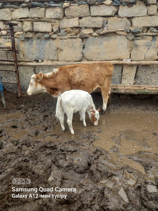 Карова Продаётся