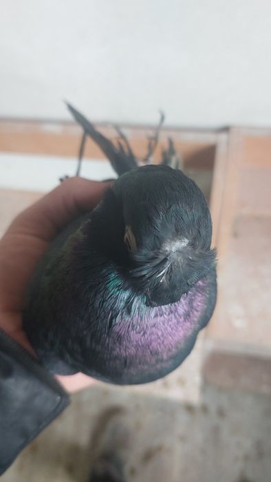 Голуби черный носочубый кептер