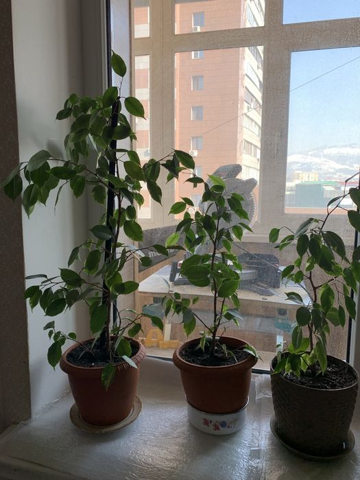 Продаю комнатные цветы