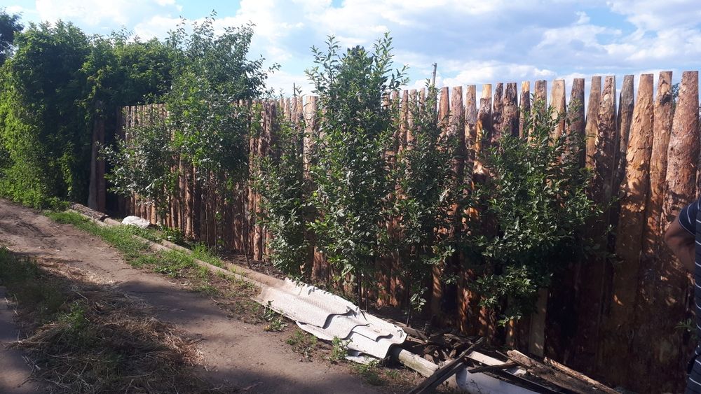 Забор высота 2 метра (деревянный)