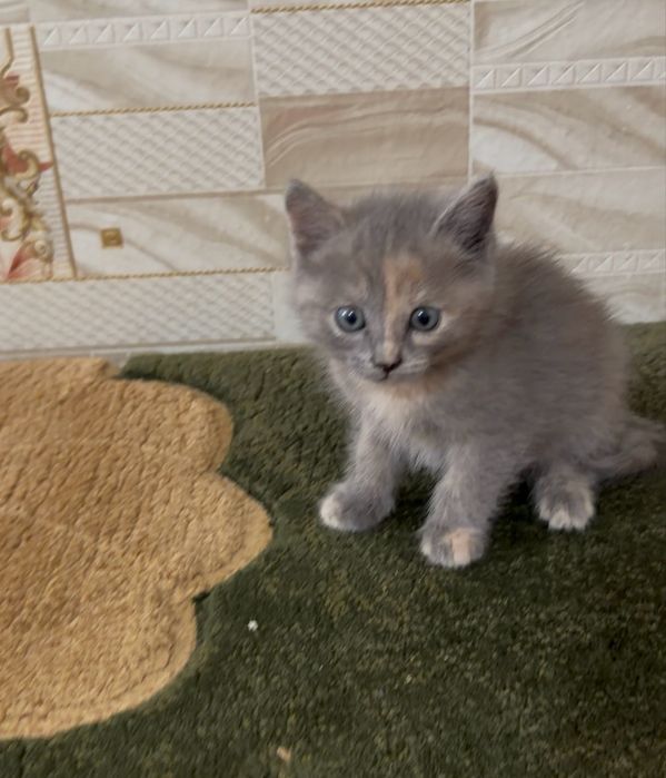 Отдам котят в добрые руки