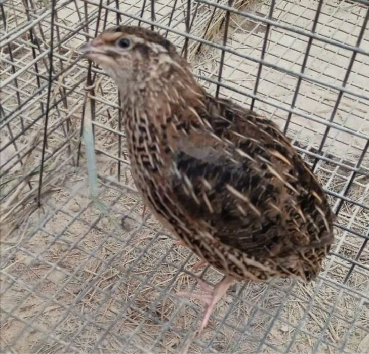 Перепела несушки