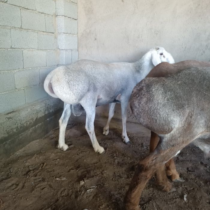 Урыктыкка токты-кошкарлар 5 бас