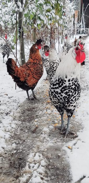 Ouă pentru Incubat rasa appenzeller