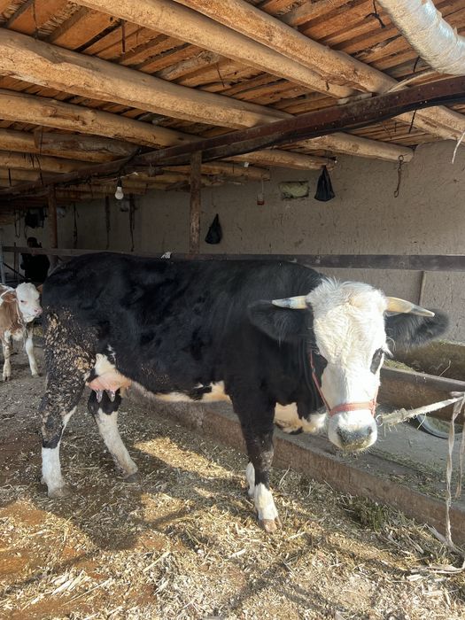 Ona bola sigir semental Srochno !!