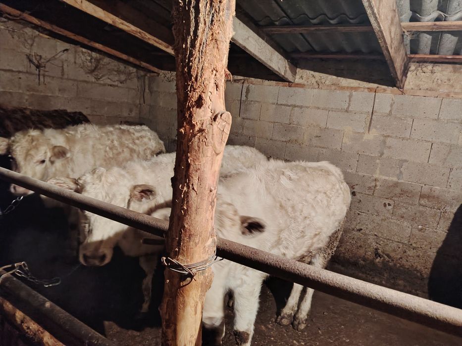 5құнажын 3 бұқа сатылады