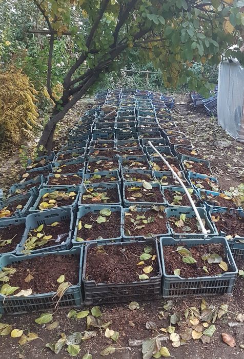 Красные Калифорнийскии черви.