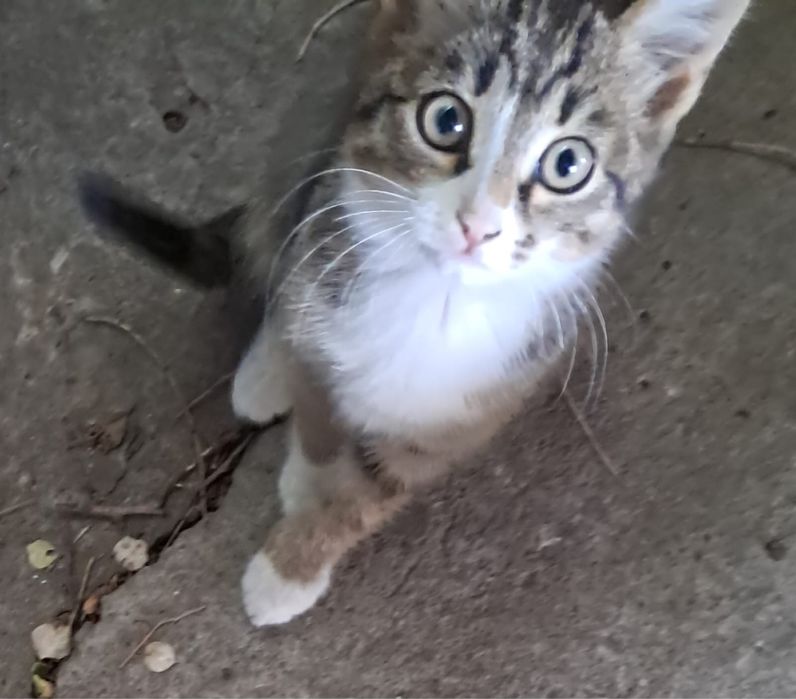 Хвостики в добрые руки