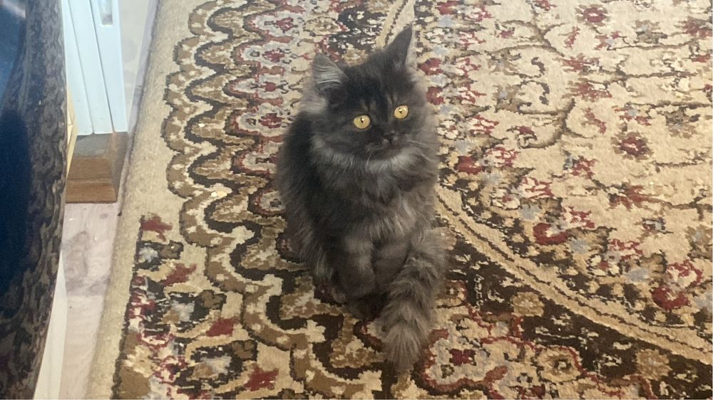 Отдам Котят даром в хорошие руки