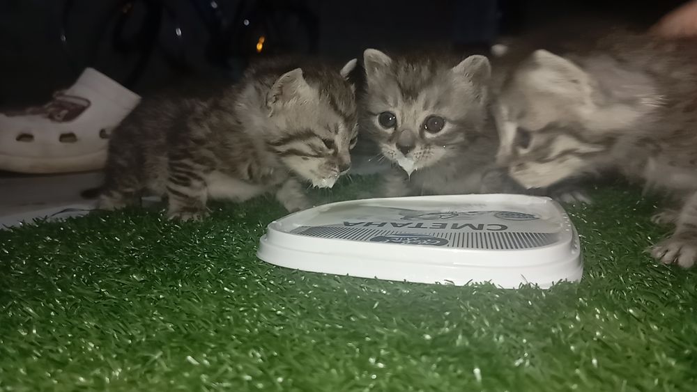 Котята. Отдам в добрые руки