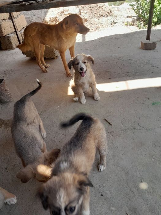 Красивые кутята , очень симпатичные