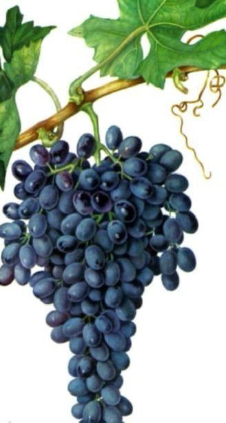 Жалаңаштанған гламур әйелдердің суреттері