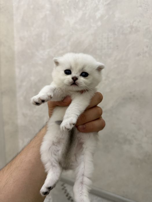 Продаются чисто кровный серебристий шиншилли котяти