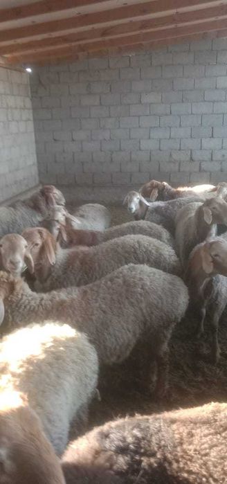 Откорм тоқты қошқарлар