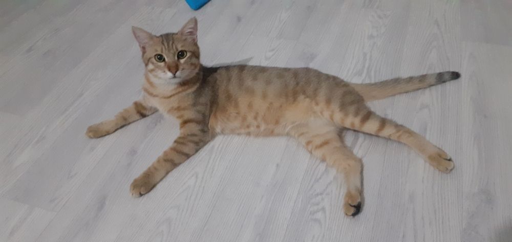 Отдам кота бесплатно