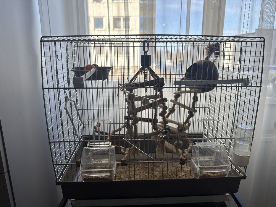 Papagal forpus coelestis galben cu alb + cusca si accesoriile din ea