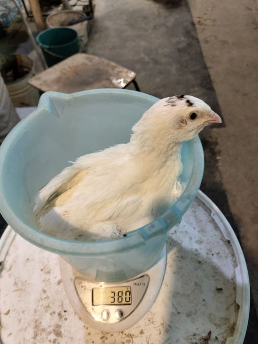 Выведу! Перепела,на заказ!