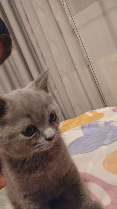 British Shorthair