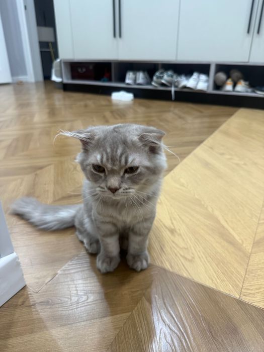 Продаётся шотландский котёнок, 6 месяцев.