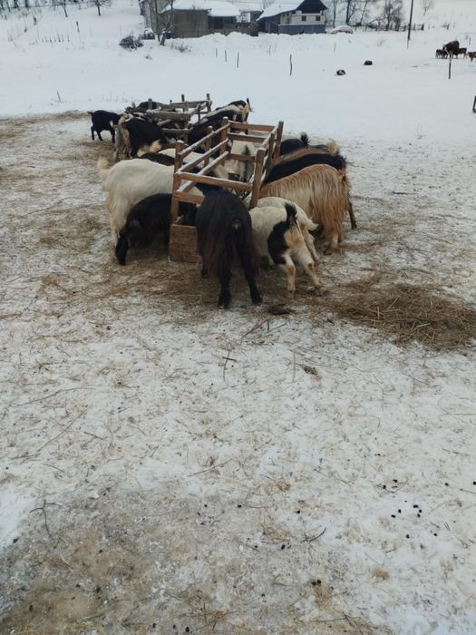 Vand 100 capre rasa Carpatina