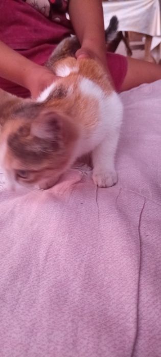 Котята беспородные