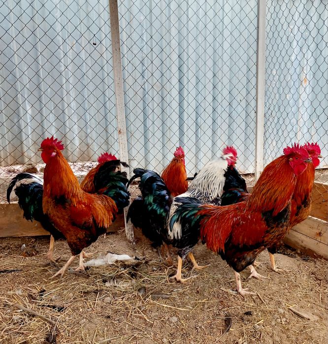 Продаются петушки