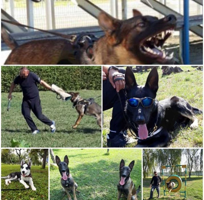 Dresaj canin de disciplină, pază, corectare comportament!
