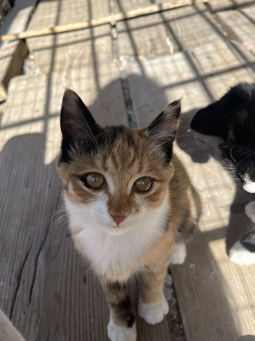 Отдам котят в хорошие руки.