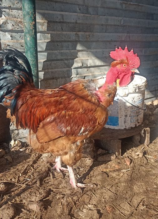 Продам петухов по 4000тг.