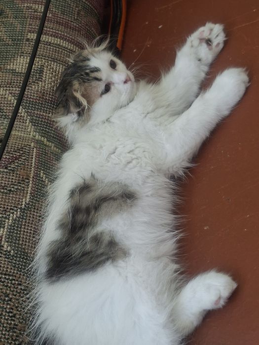 Продаётся котёнок