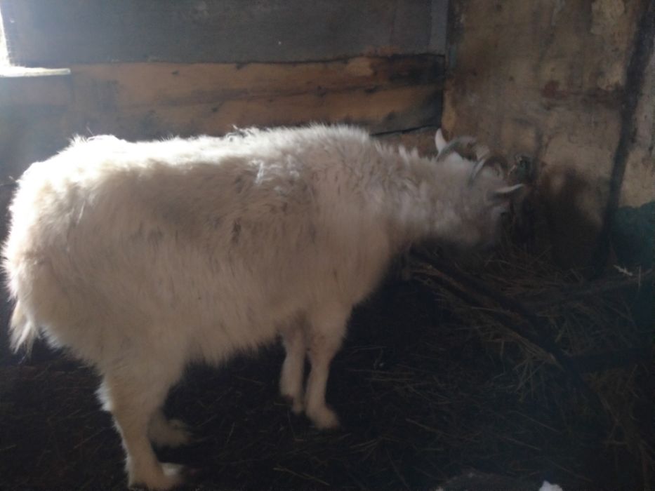 Продам козу 1,5 года