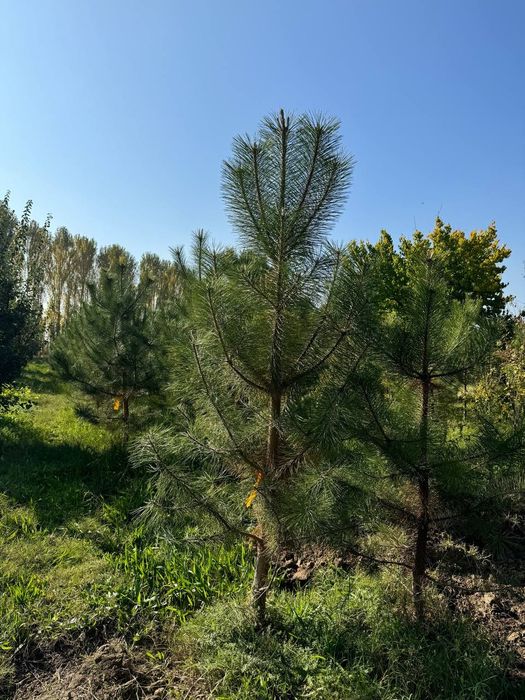 Manzaralik Archalar va daraxtlar bor